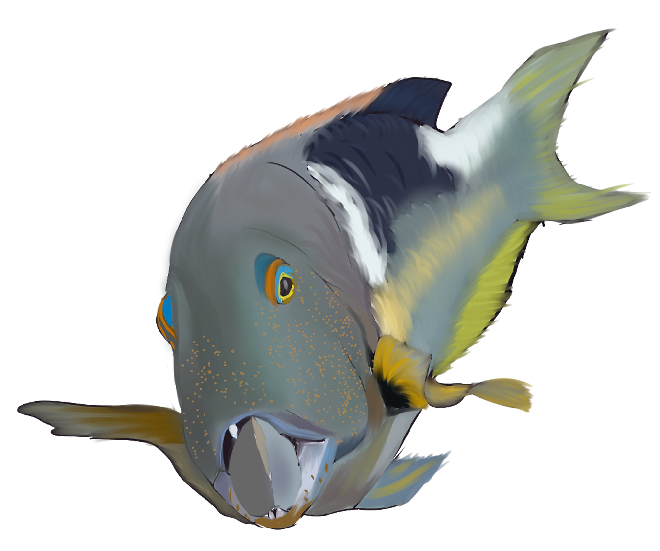 Plenty more fish in the sea: A guide to flirty fish – Wonderfully Weird