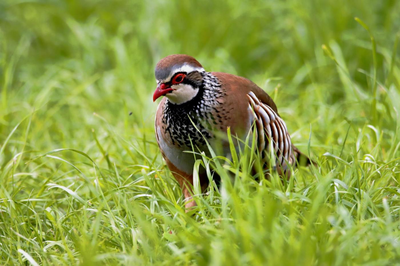 1st day of Critters for Christmas: Partridges